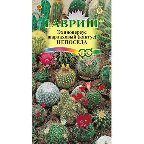 Кактус (эхиноцереус) Непоседа, смесь окрасок изображение 1 артикул 92061