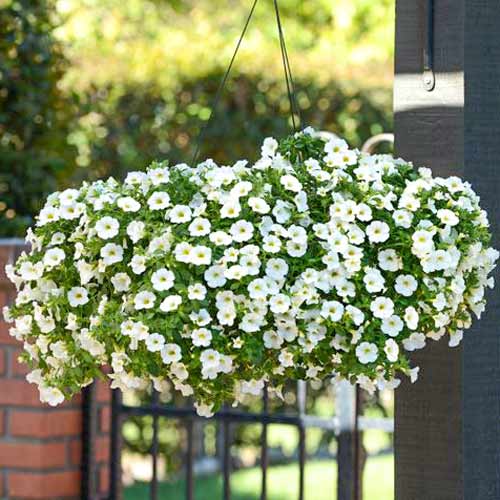 Калибрахоа ампельная Белый шелк, семена изображение 1 артикул 66074