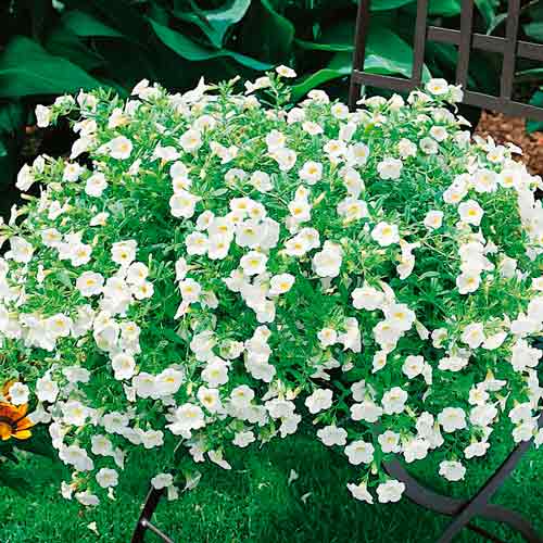 Калибрахоа Каблум белая F1 изображение 1 артикул 71331