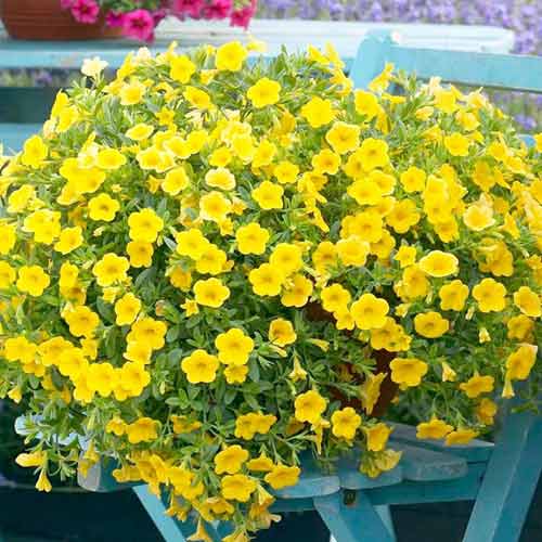 Калибрахоа Каблум желтая F1 изображение 2 артикул 71332