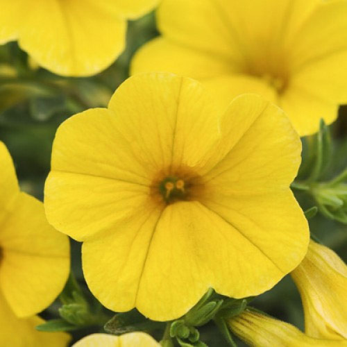 Калибрахоа Каблум желтая F1 изображение 4 артикул 71332