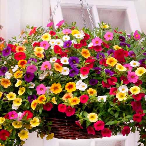 Калибрахоа Каблум микс F1, смесь окрасок изображение 1 артикул 66162