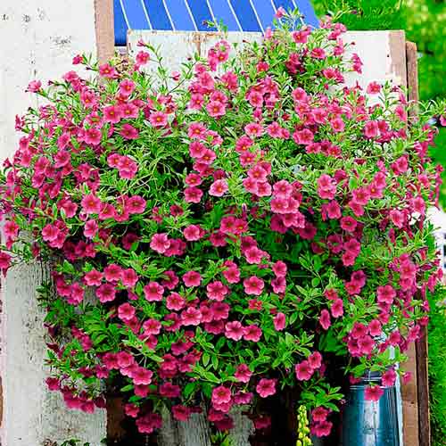 Калибрахоа Каблум Пинк F1 изображение 1 артикул 71333