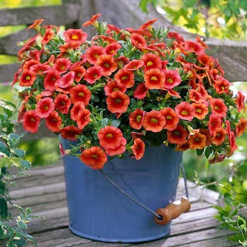 Калибрахоа Каблум Сансет F1 изображение 1 артикул 71334