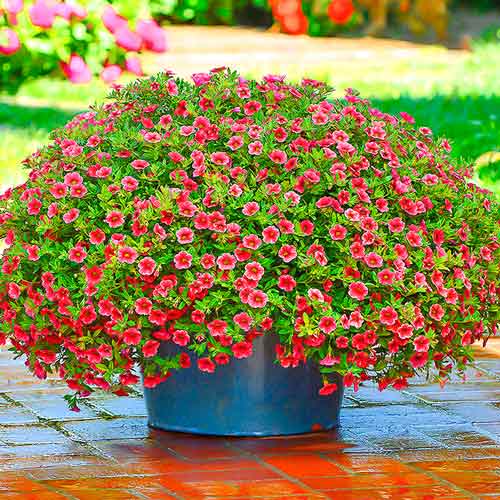 Калибрахоа Крейв Стробери Стар F1 изображение 1 артикул 71336