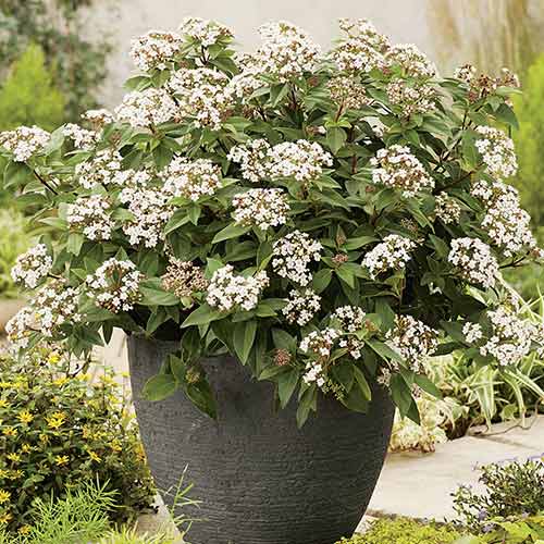 Калина Ева Прайс изображение 1 артикул 3975