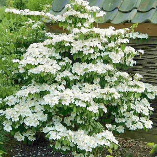 Калина Килиманджаро изображение 1 артикул 3933