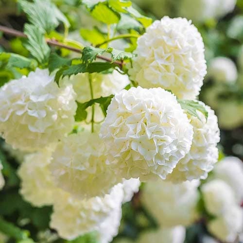 Калина Roseum изображение 1 артикул 9048