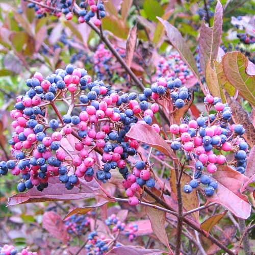 Калина складчатая Пинк Бьюти изображение 1 артикул 9577