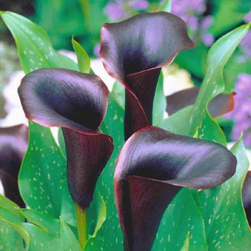 Калла Блэк Стар артикул фото 1 Калла Блэк Стар изображение 1 артикул 76036