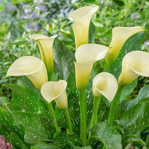 Калла Элеганза изображение 1 артикул 76601