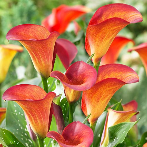 Калла Файер Дэнсер изображение 1 артикул 76600