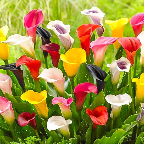 Калла, микс изображение 1 артикул 76396