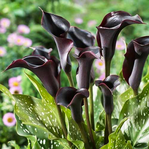 Калла Одесса изображение 1 артикул 76597