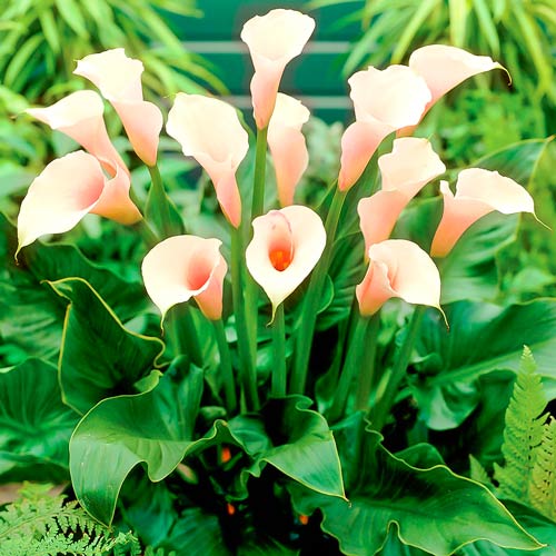 Калла Парфайт изображение 1 артикул 76195