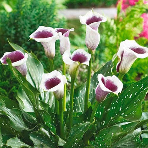 Калла Пикассо изображение 1 артикул 70362