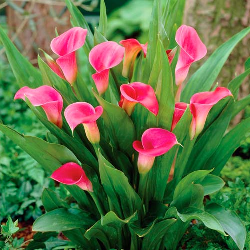 Калла Пинк артикул фото 1 Калла Пинк изображение 1 артикул 76397