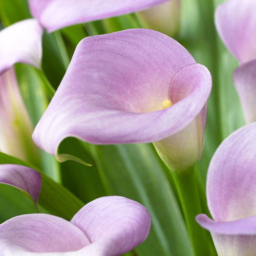 Калла Руби Лайт Пинк Айс изображение 1 артикул 76598