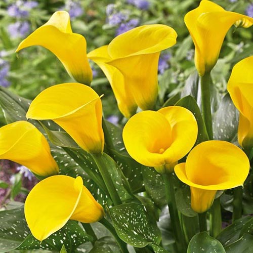 Калла Саншайн изображение 1 артикул 76599