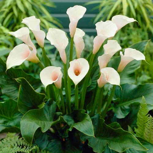 Калла Вайт изображение 1 артикул 76399