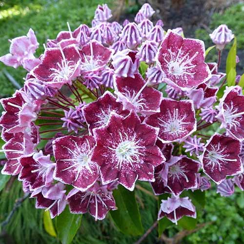 Кальмия Калейдоскоп изображение 1 артикул 01099