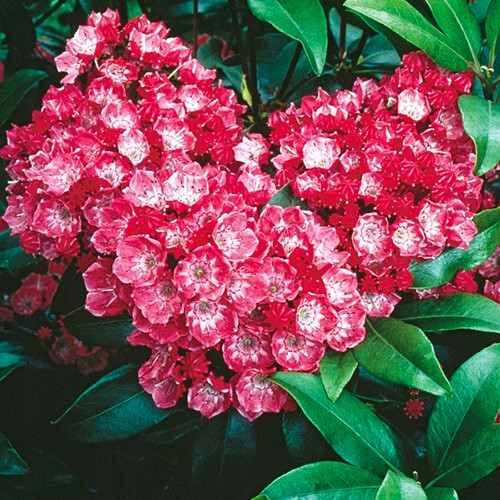 Кальмия широколистная Кардинал изображение 1 артикул 3996