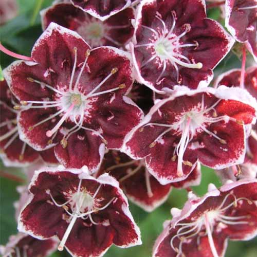 Кальмия Тэд изображение 1 артикул 01100