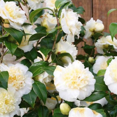 Камелия японская Брашфилд`с Йеллоу изображение 1 артикул 01101