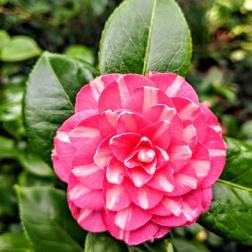 Камелия японская Принцесса Бачиокки изображение 1 артикул 01104