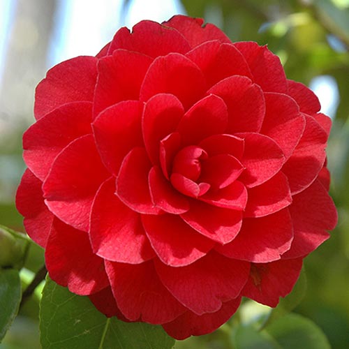 Камелия японская Ред артикул фото 1 Камелия японская Ред изображение 1 артикул 76649