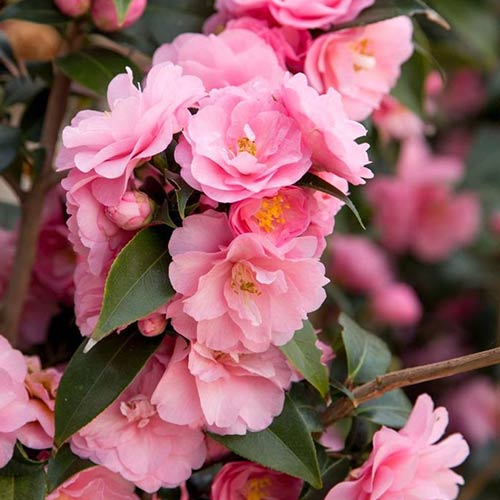 Камелия японская Спринг Фестиваль изображение 1 артикул 01105