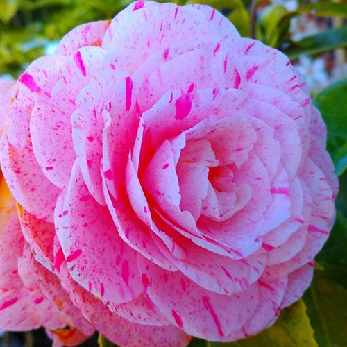 Камелия японская Вильям Бартлетт изображение 1 артикул 01102