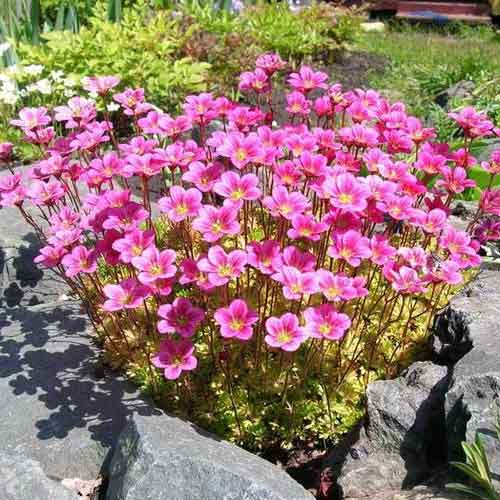 Камнеломка Арендса Пурпурный ковер, смесь изображение 1 артикул 65952