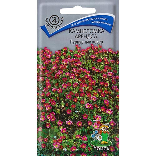 Камнеломка Арендса Пурпурный ковер, семена изображение 1 артикул 92993