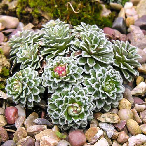 Камнеломка Бобо изображение 1 артикул 68674