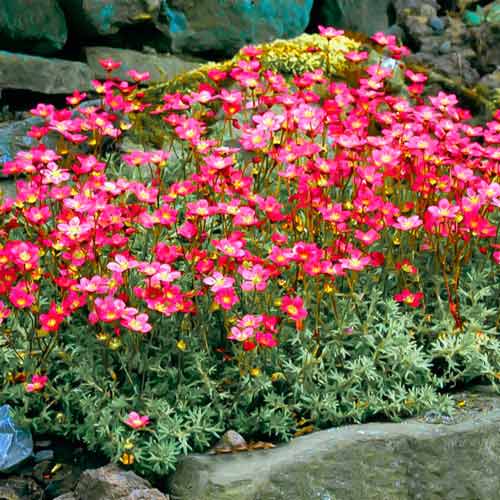 Камнеломка Дабл Рот изображение 1 артикул 68678