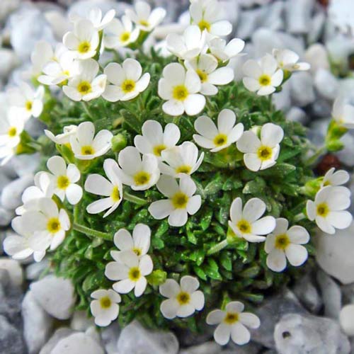 Камнеломка Голден Фоллс Вит изображение 1 артикул 68677