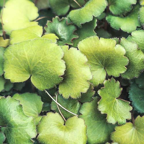 Камнеломка Харвест Мун изображение 1 артикул 68685