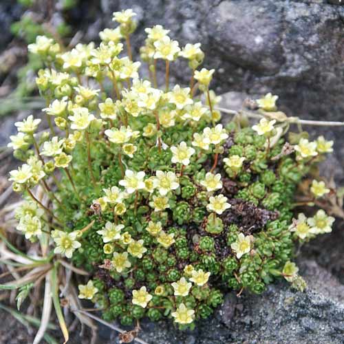 Камнеломка Клот оф Голд изображение 1 артикул 68680