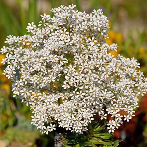 Камнеломка Пирамидалис изображение 1 артикул 01347