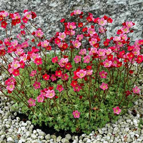 Камнеломка Рот изображение 1 артикул 68683