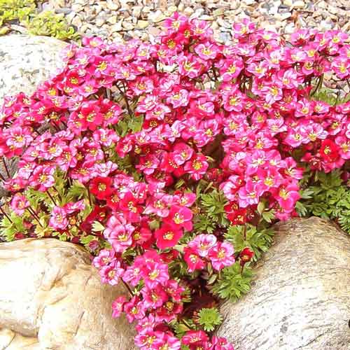 Камнеломка Розеа изображение 1 артикул 68682