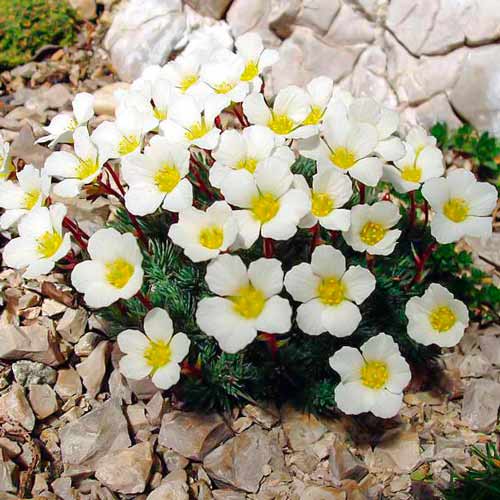 Камнеломка Снежный ковер изображение 1 артикул 71338