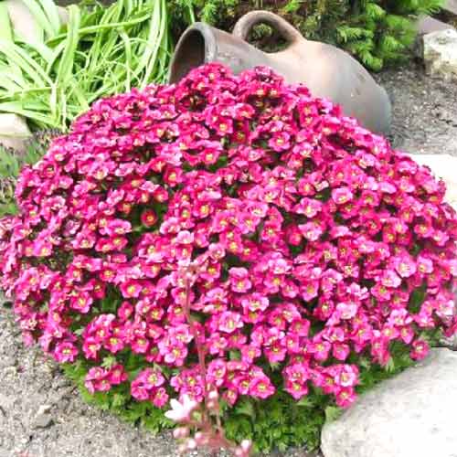 Камнеломка Триумф изображение 1 артикул 68684