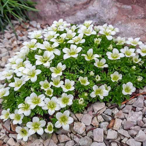 Камнеломка Вайсцверг изображение 1 артикул 68675