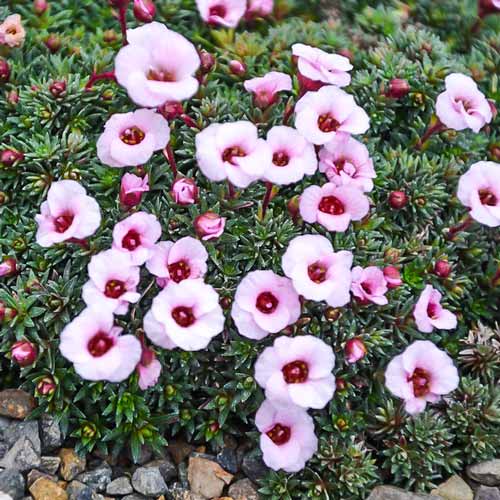 Камнеломка Волтер Ирвинг изображение 1 артикул 68676