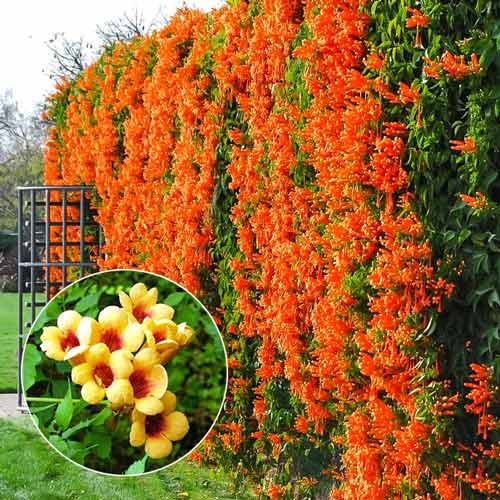 Кампсис Джуди  изображение 1 артикул 9153