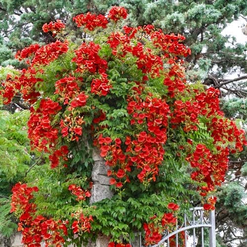 Кампсис красный изображение 1 артикул 9181