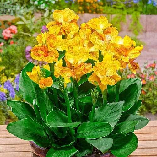 Канна Cannasol Хэппи Эмили изображение 1 артикул 76402