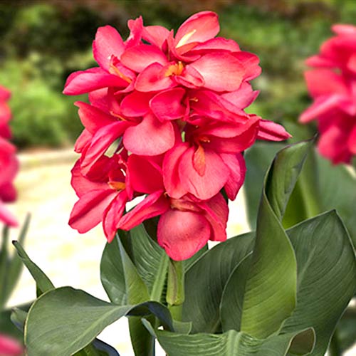 Канна Cannasol Хэппи Изабель изображение 1 артикул 76403